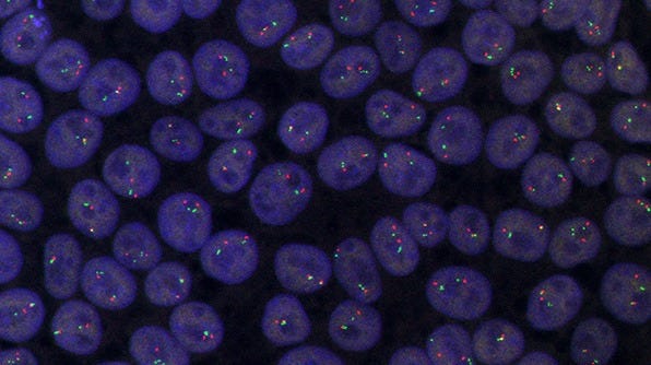 Human embryonic stem cells (H9) cultured in mTeSR™1.