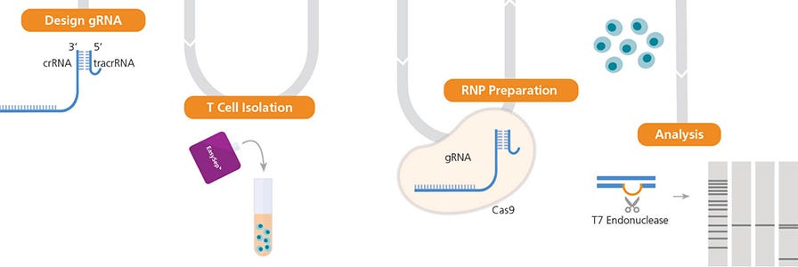 Human T cell workflow