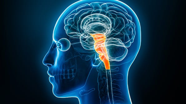 Appetite Suppression by feedback to the brainstem