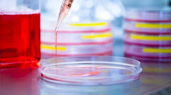 Culturing Chinese hamster ovary cells