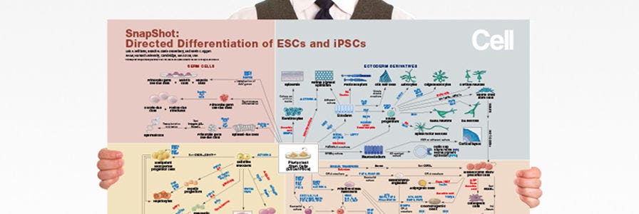 Wallchart: Directed Differentiation of ESCs and iPSCs