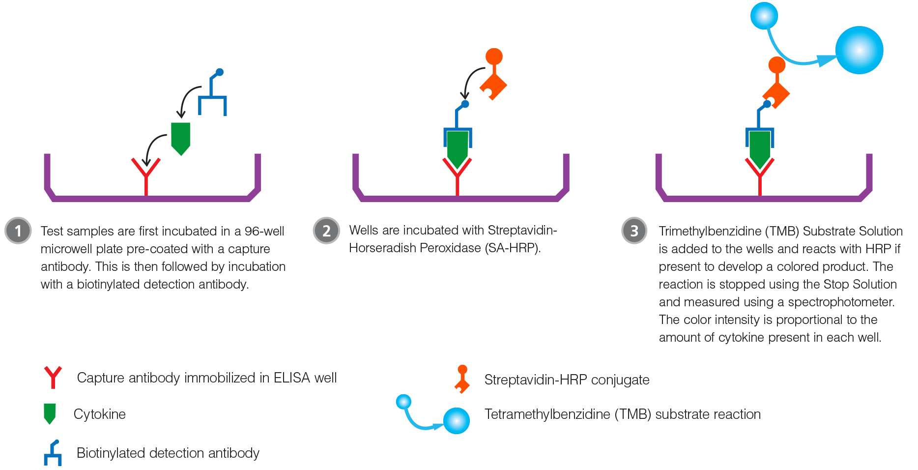 ELISA Procedure for the Detection of Cytokines