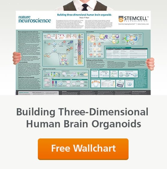 Request a free wallchart copy of 'Building Three-Dimensional Human Brain Organoids'