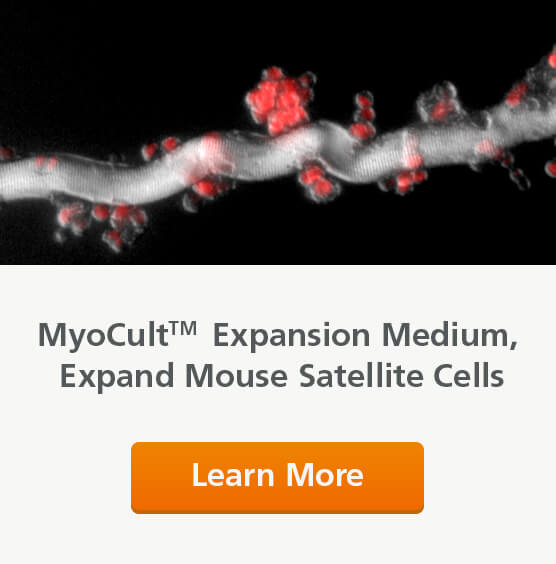 Use MyoCult Expansion Medium to expand mouse satellite cells.