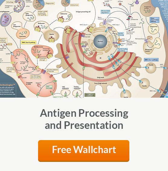 Free Wallchart