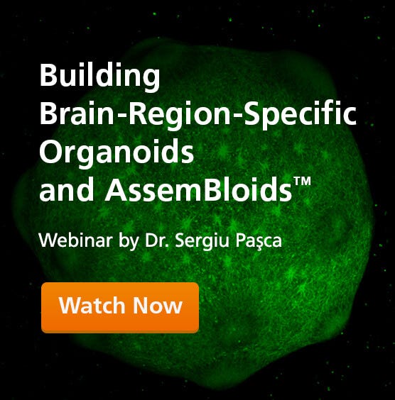 Building Brain Organoids and AssemBloids&trade; to Study Human Development and Disease
