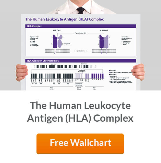 The Human Leukocyte Antigen (HLA) Complex, nomenclature of HLA alleles and assays to for HLA type and antibody screening.