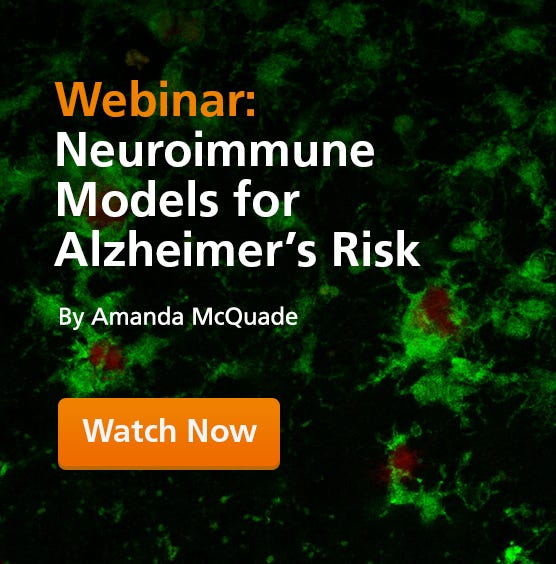 Human iPSC-derived microglia surrounding amyloid beta plaques that are Alzheimer&rsquo;s pathology
