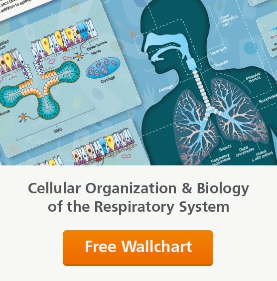 An informative, visually-compelling wallchart detailing the organization and biology of the respiratory system. Request your copy.