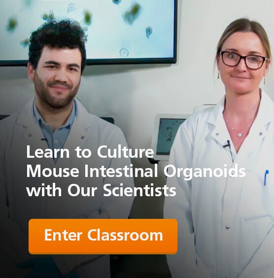 Learn to Culture Mouse Intestinal Organoids with Our Scientists.