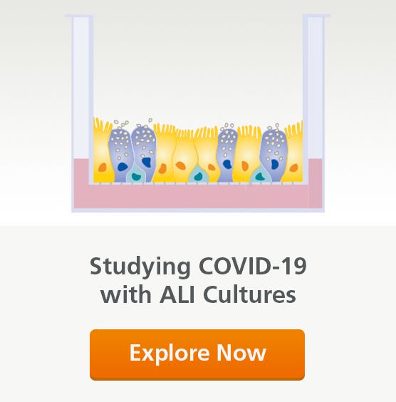 Studying COVID-19 with Air-Liquid Interface Cultures