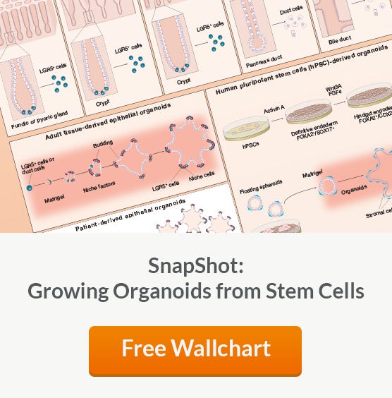 Get a free copy of the Growing Organoids from Stem Cells wallchart