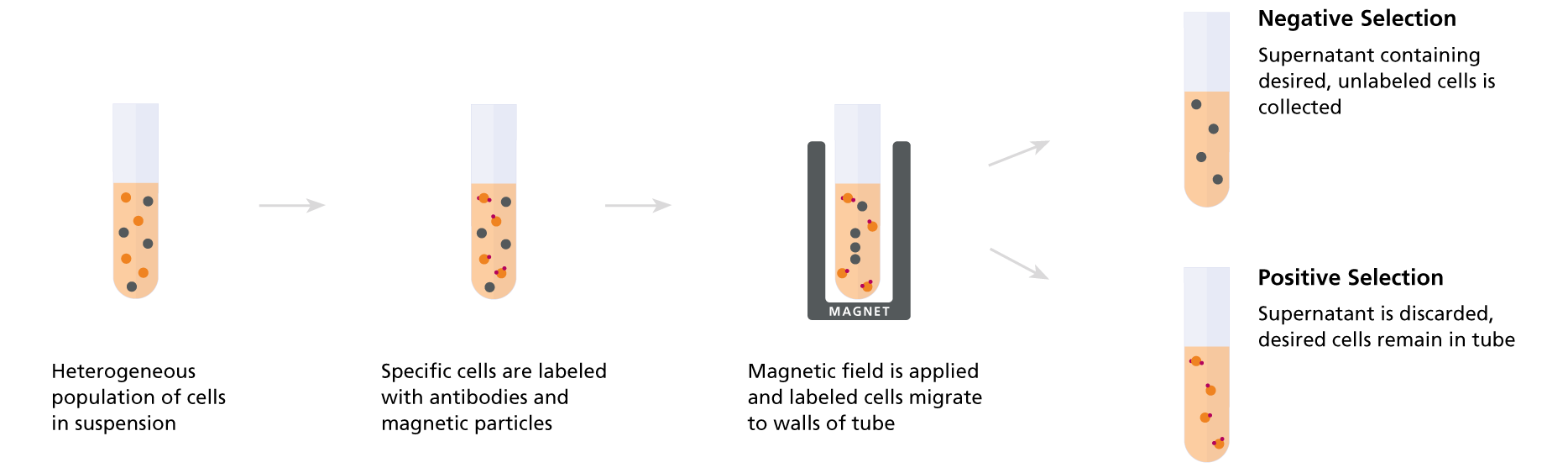 Magnetic cell separation: negative and positive selection