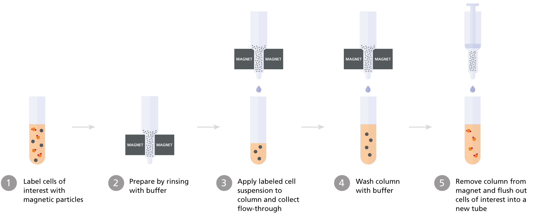 Column-based magnetic cell isolation: positive selection protocol