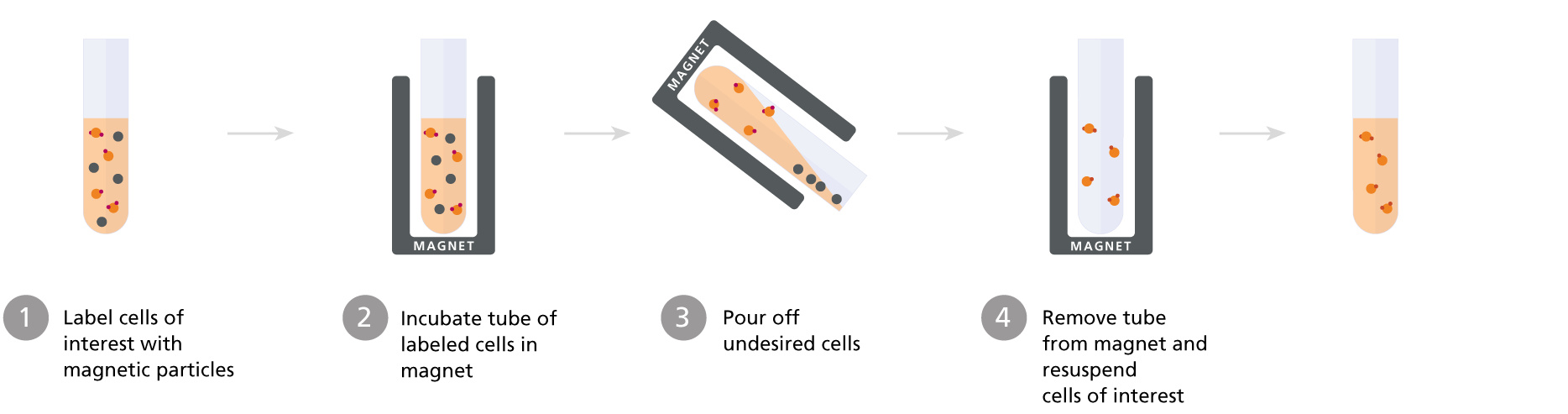 Column-free magnetic cell isolation: positive selection protocol