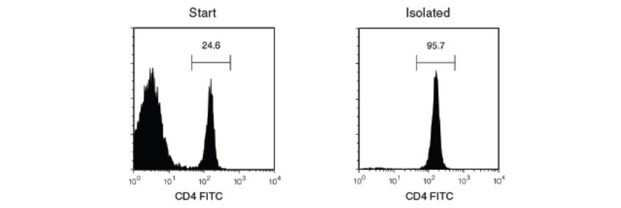 Isolation of CD4+ T cells