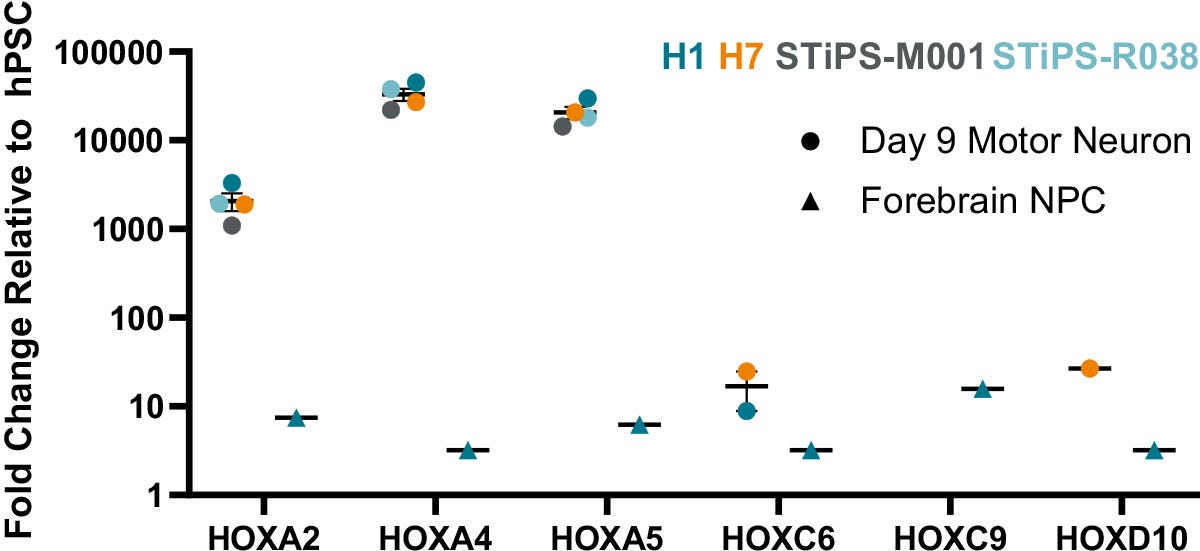 STEMdiff™ Motor Neuron System Generates Motor Neurons Patterned to the Cervical Axis Expressing HOXA5