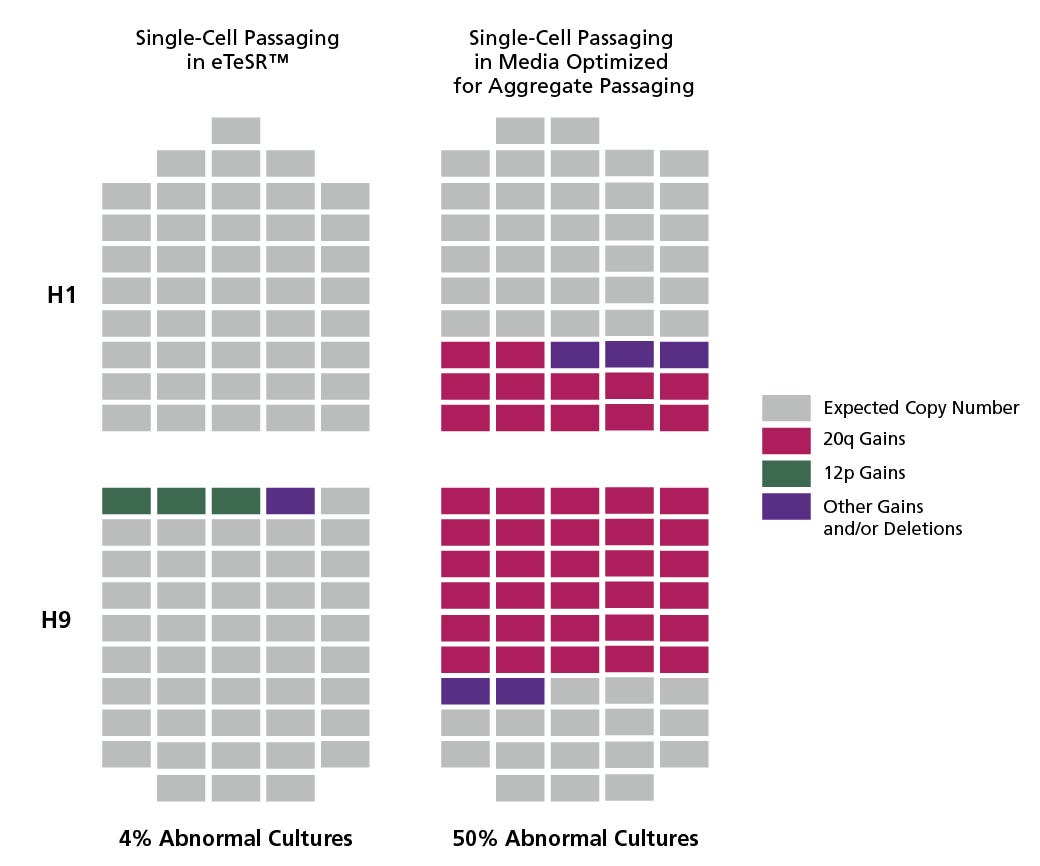 eTeSR™ Improves the Genetic Stability of hPSC Cultures Maintained Long-Term Using Single Cell Passaging