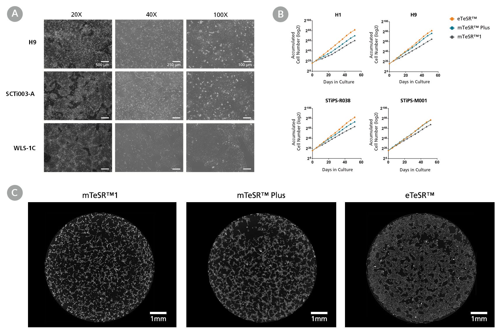 hPSCs Cultured As Single Cells in eTeSR™ Exhibit Improved Cell Expansion and Attachment