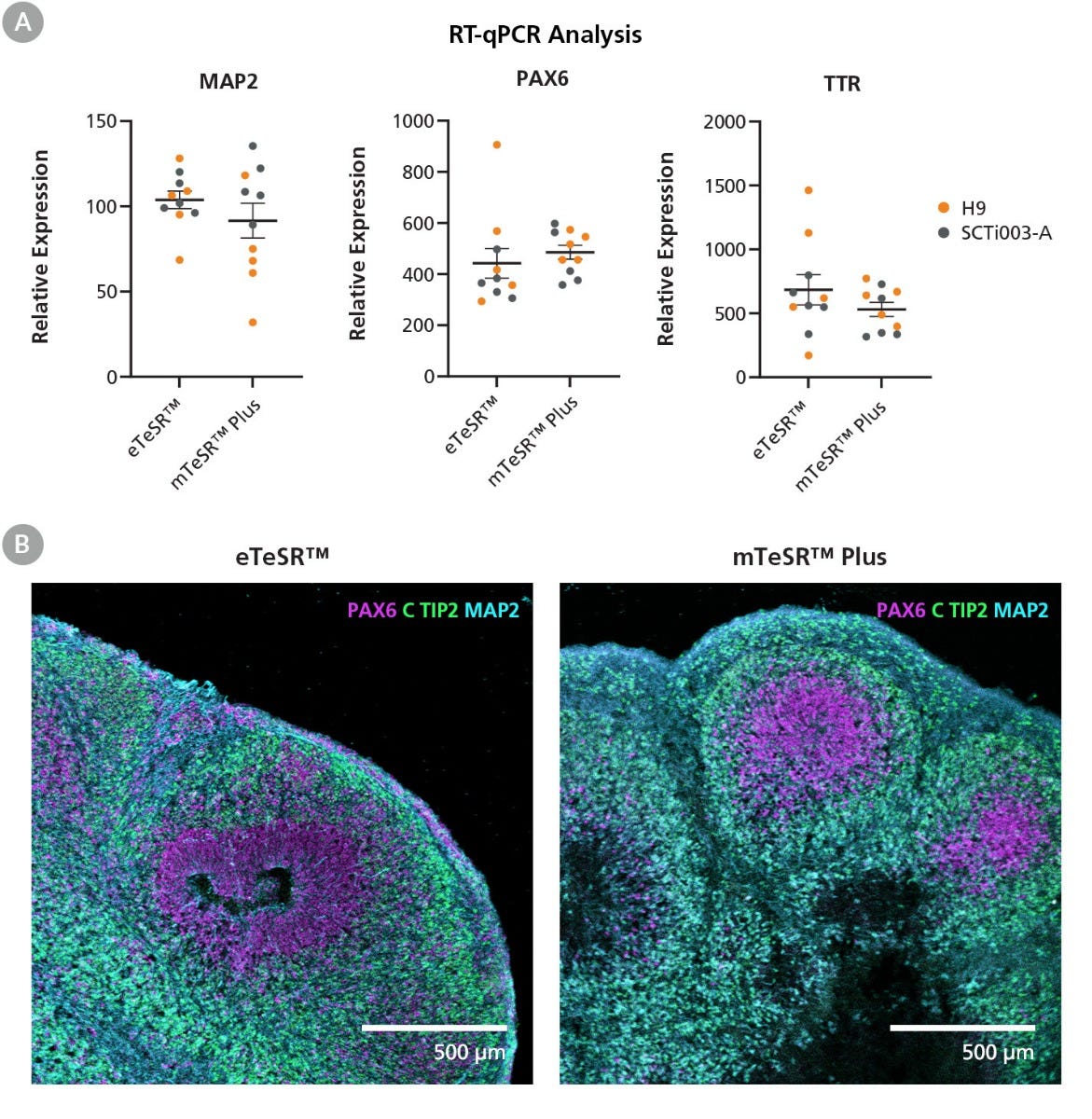 hPSCs Maintained in eTeSR™ Can Be Differentiated to Cerebral Organoids with the STEMdiff™ Cerebral Organoid Kit