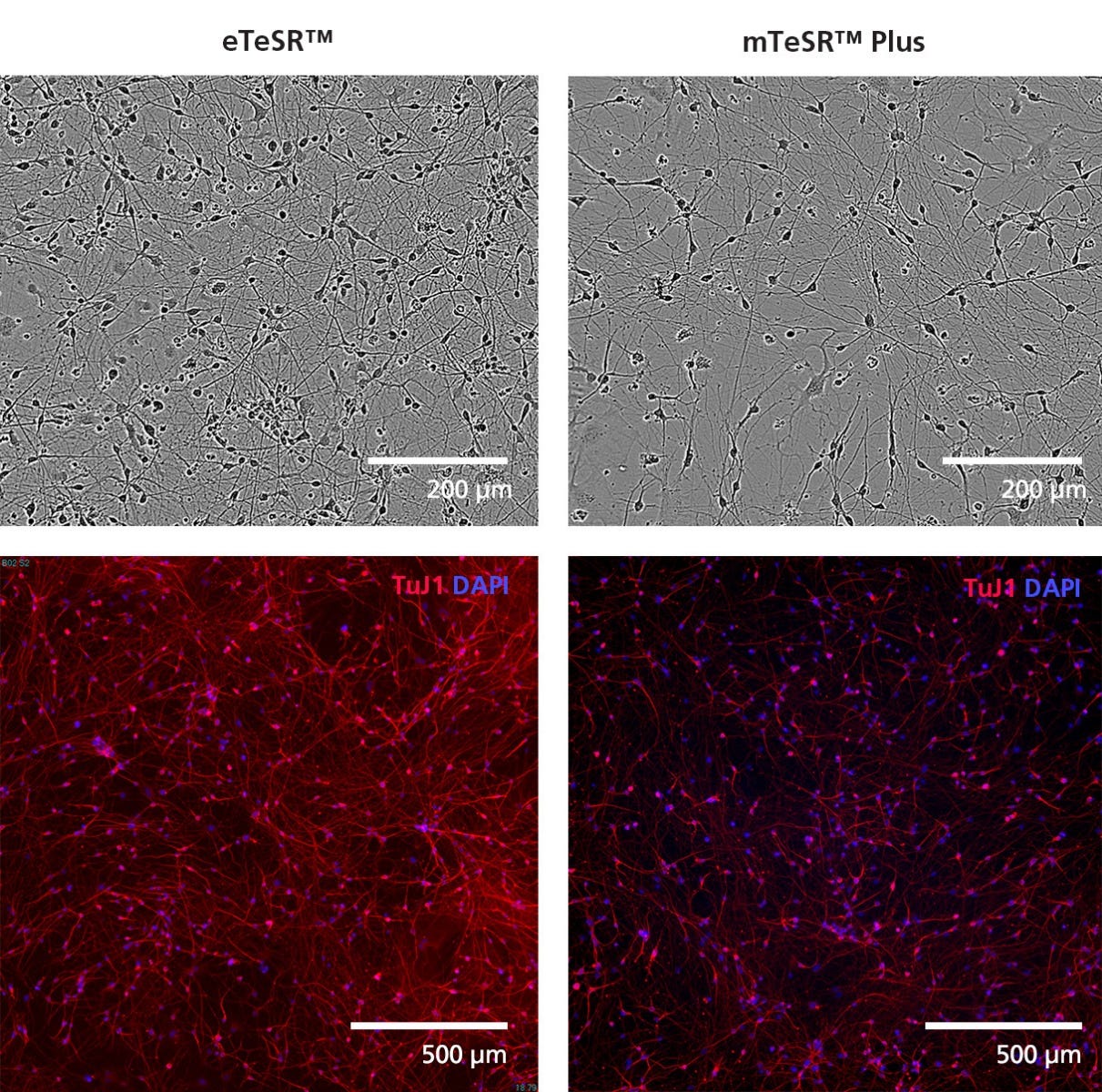 hPSCs Maintained in eTeSR™ Differentiate to Forebrain-Type Neurons Using the STEMdiff™ Forebrain Neuron Differentiation Kit with Monolayer Protocol