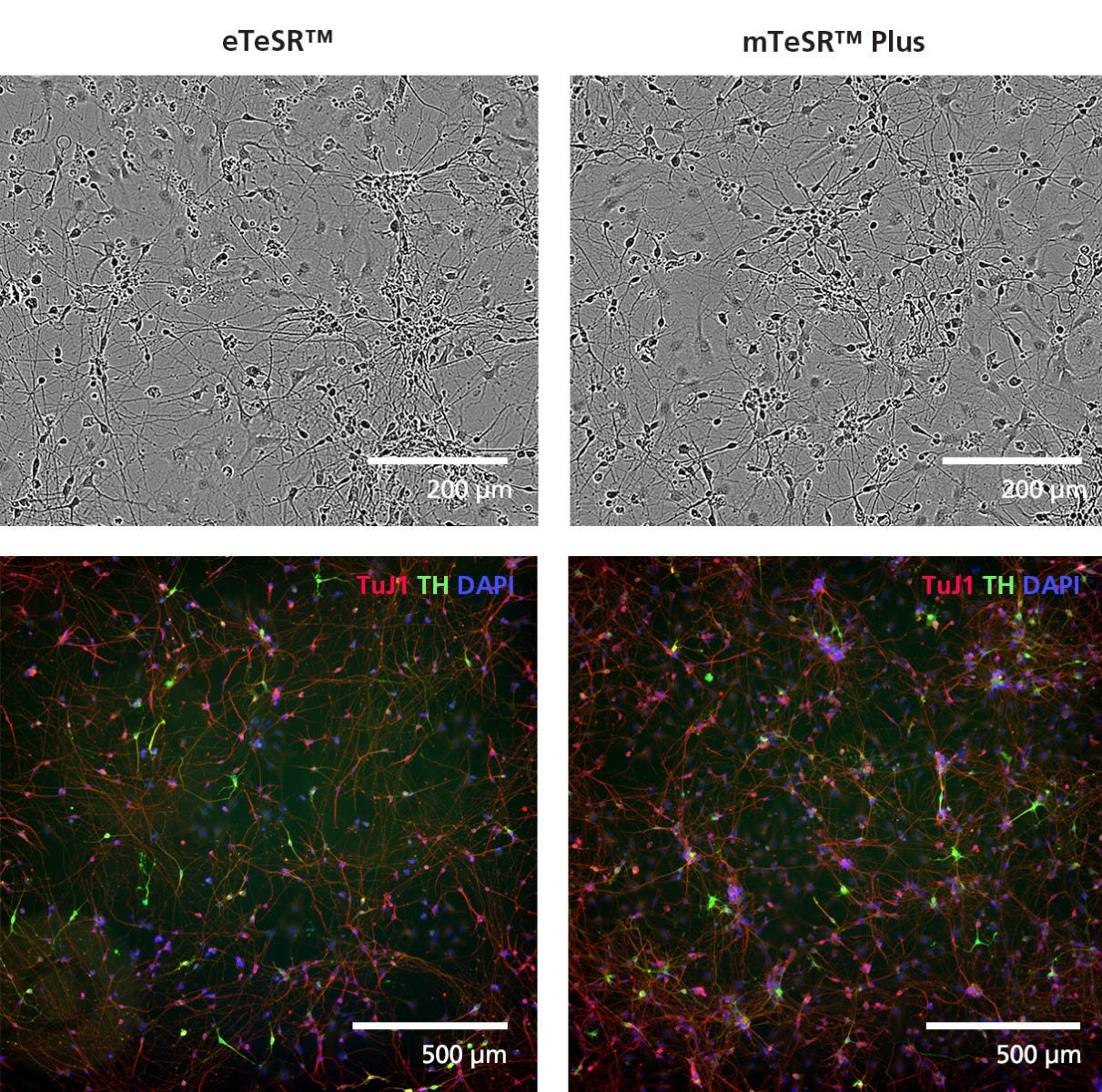 hPSCs Maintained in eTeSR™ Can Be Differentiated to Midbrain Neurons Using the STEMdiff™ Midbrain Neuron Differentiation Kit with Monolayer Protocol