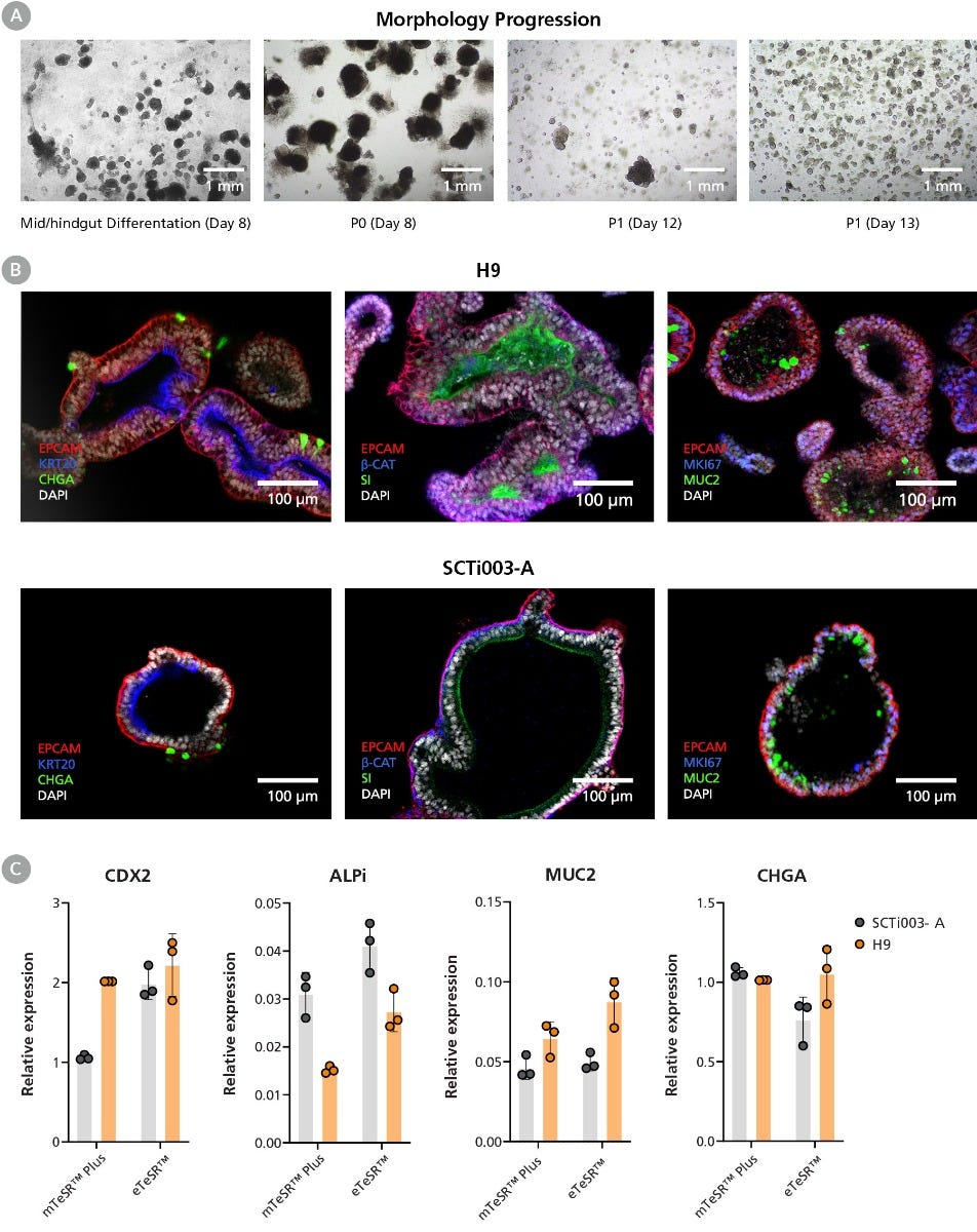 hPSCs Maintained in eTeSR™ Can Be Differentiated to Intestinal Organoids Using the STEMdiff™ Intestinal Organoid Kit