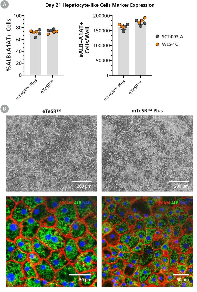 hPSCs Maintained in eTeSR™ Can Be Differentiated to Hepatocyte-Like Cells Efficiently Using the STEMdiff™ Hepatocyte Kit