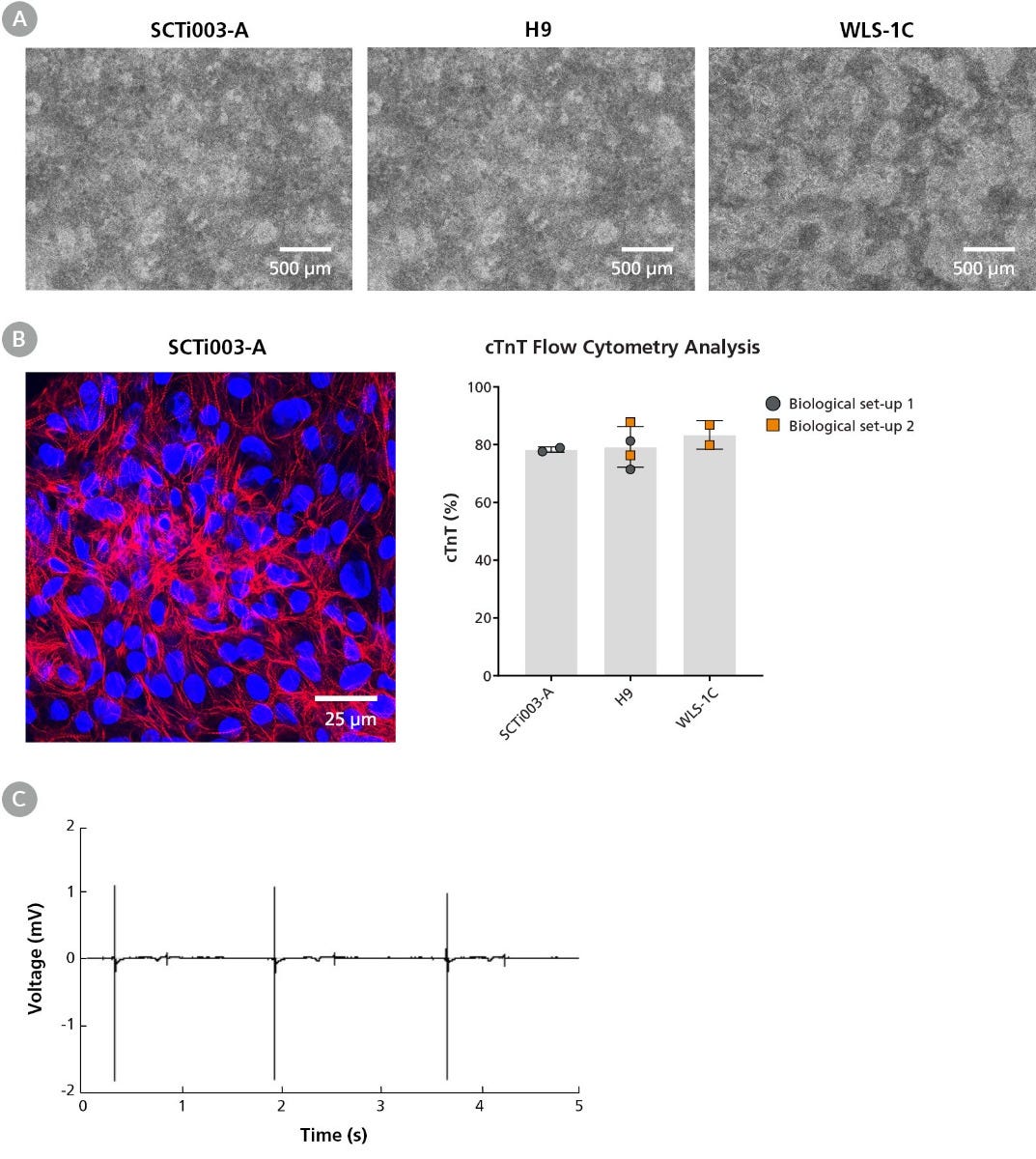 hPSCs Maintained in eTeSR™ Can Be Differentiated to Ventricular Cardiomyocytes Efficiently and Robustly Using the STEMdiff™ Ventricular Cardiomyocyte Differentiation Kit