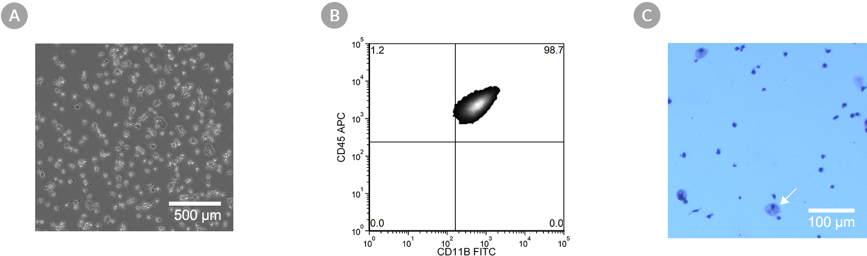 Confirmation of microglia cell markers and brightfield morphology